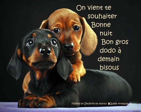 bonne nuit chiot